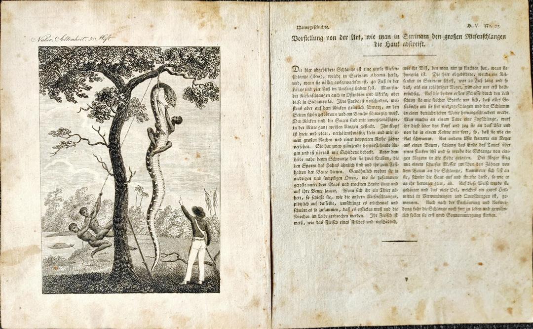 Artikel Boa Stedman Surinam